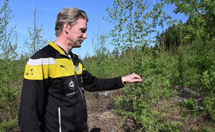 Jussi Vesala katsoo lehtikuusta taimikossaan. 