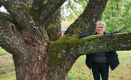 Hetta Torppo nojaa vanhan männyn paksuun oksaan kotitilansa pihalla.
