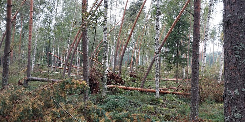 Syöksyvirtauksen kaatamia ja katkomia puita metsässä.