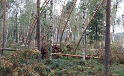 Syöksyvirtauksen kaatamia ja katkomia puita metsässä.