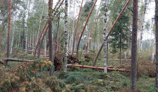 Syöksyvirtauksen kaatamia ja katkomia puita metsässä.