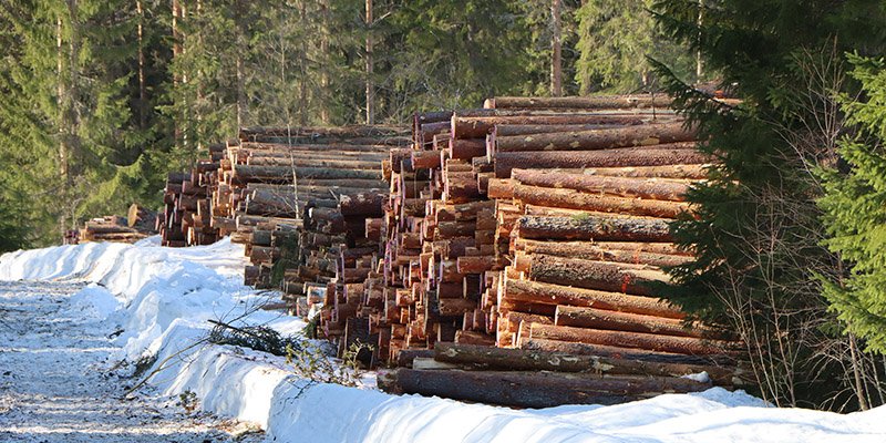 Puuta pinossa metsätien varressa talvella.
