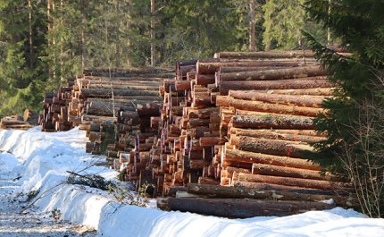 Puuta pinossa metsätien varressa talvella.
