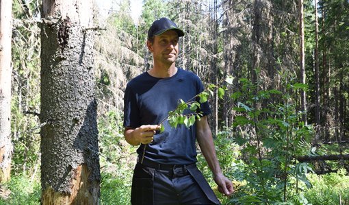 Jukka Harju metsässään, taustalla kuolleita kuusia. 