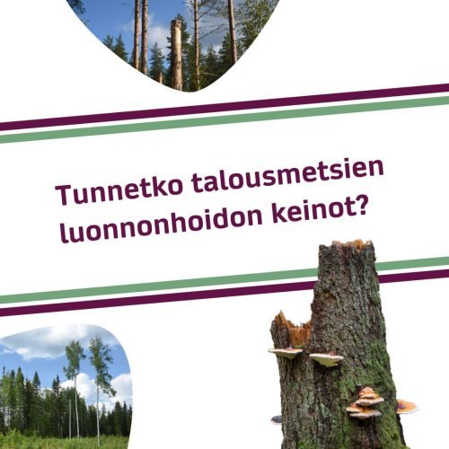 Voit turvata metsäsi luontoarvoja talousmetsien luonnonhoidon keinoilla. Niitä voit hyödyntää kaikissa metsänhoidon toim...