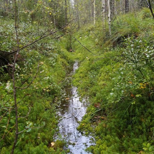 Myös suometsissä pätee vanha neuvo: metsänhoitotyöt kannattaa tehdä metsänhoitosuositusten mukaisesti ja ajallaan. Tässä...