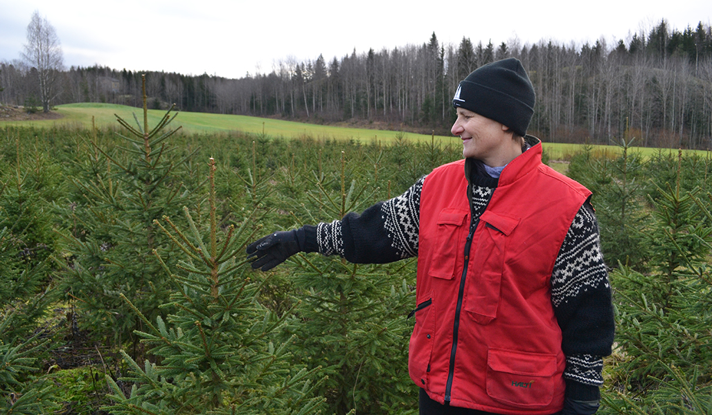 Madeleine Nyman joulukuusiviljelmällä