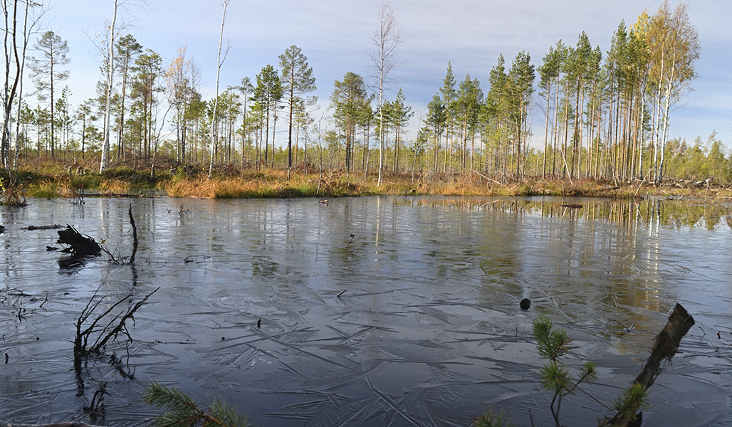 Jääriitteessä olevaa vettä kosteikossa. Kosteikon takana on Natura-ohjelmassa suojeltu suoalue.