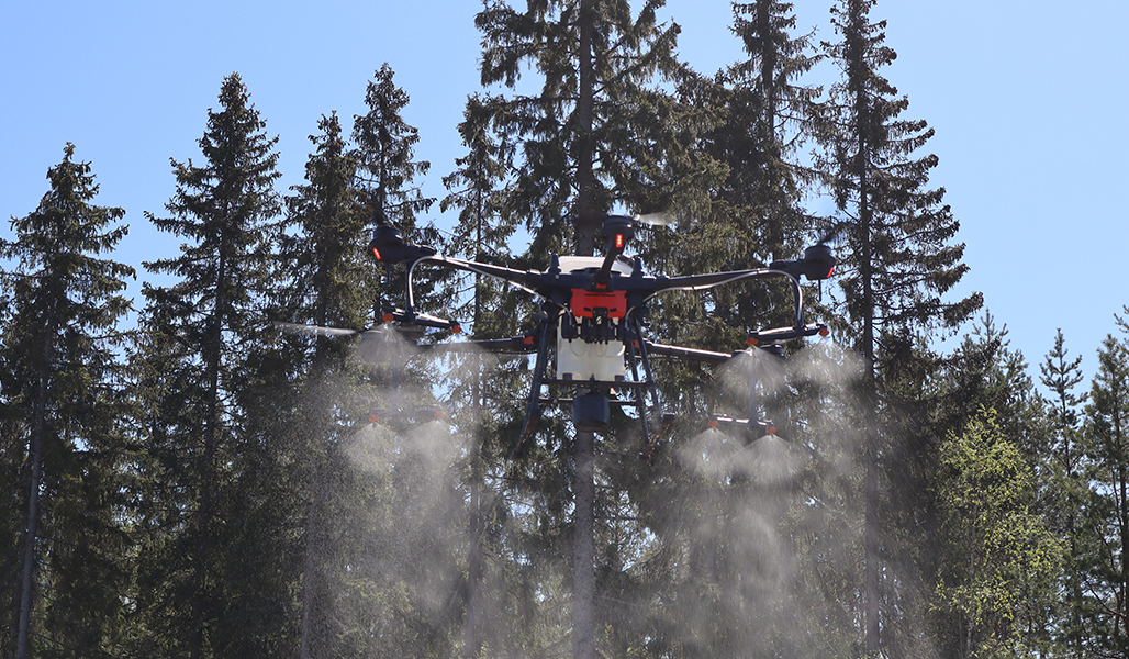 Drone levittää boorilannoitetta. 