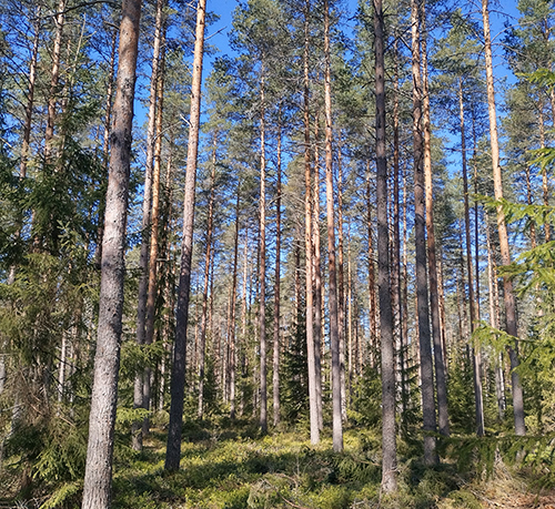 Kuivahkon kankaan varttunutta metsää kesällä. 