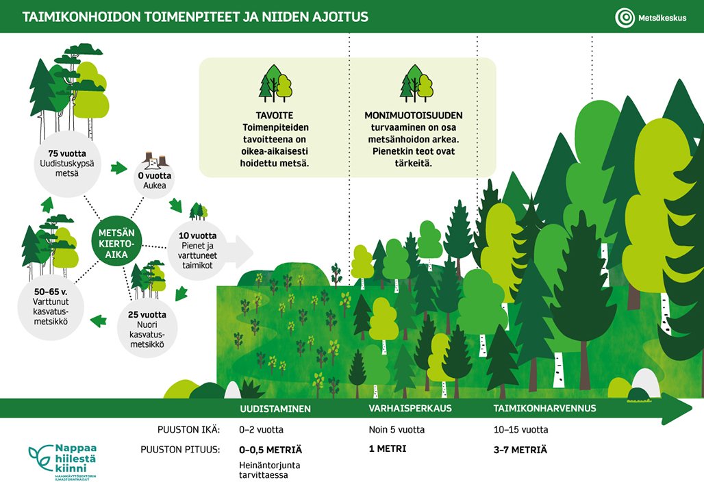 Graafi: Taimikonhoidon toimenpiteet ja niiden ajoitus. Tavoite: Toimenpiteiden tavoitteena on oikea-aikaisesti hoidettu metsä. Monimuotoisuuden turvaaminen on osa metsänhoidon arkea. Pienetkin teot ovat tärkeitä. Metsän kiertoaika: 0 vuotta aukea, 10 vuotta Pienet ja varttuneet taimikot, 25 vuotta nuori kasvatusmetsikkö, 50-65 vuotta varttunut kasvatusmetsikkö, 75 vuotta uudistuskypsä metsä. Uudistaminen: puuston ikä 0-2 vuotta, puuston pituus 0,05 metriä. Heinäntorjunta tarvittaessa. Varhaisperkaus: puuston ikä noin 5 vuotta, puuston pituus 1 metri. Taimikonharvennus: puuston ikä 10-15 vuotta, puuston pituus 3-7 metriä. 