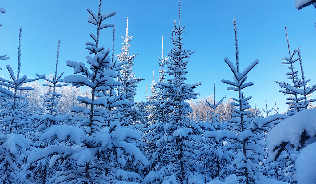 Lumisia kuusia metsänjalostuksen näytealalla. 