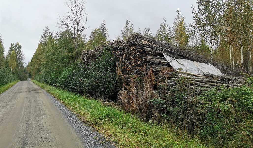 Energiapuukasa metsätien varressa.