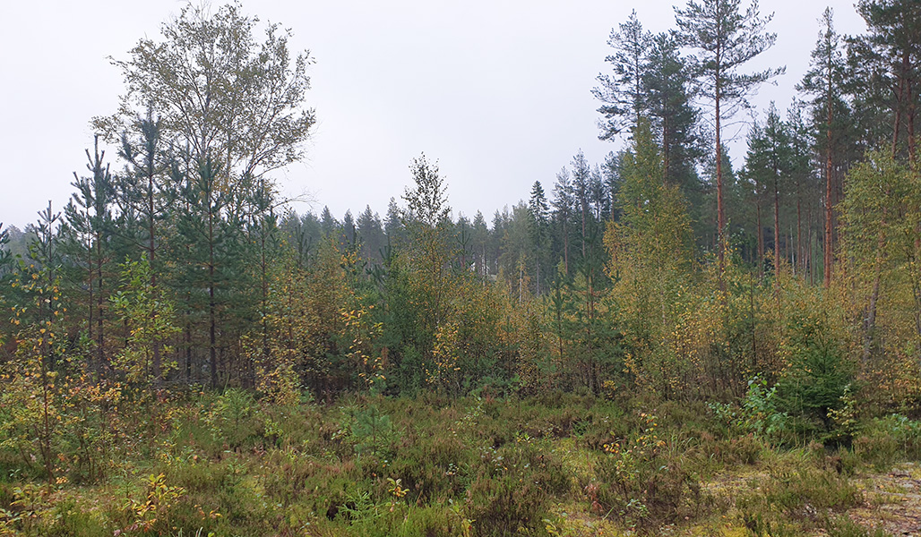 Taimikko kasvaa Sulkavalla paikalla, josta Asta-myrsky kaatoi metsää 15 vuotta sitten. 