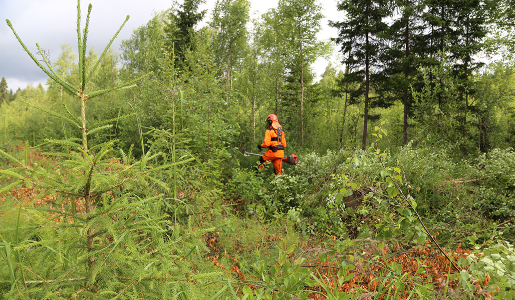 Sakari Mantila perkaa taimikkoa raivaussahalla. 