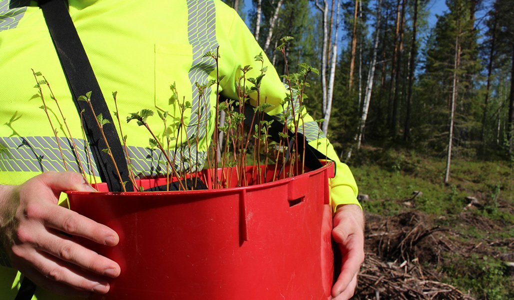 Koivuntaimia punaisessa taimivakassa.