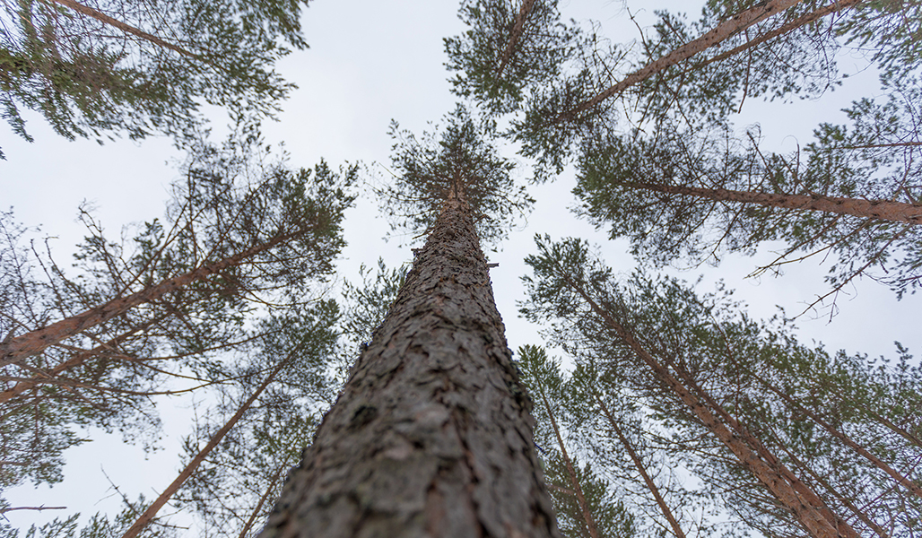 Puiden latvuksia talvella.  