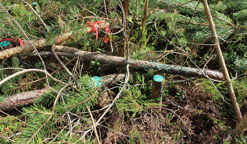 Havupuiden pieniä kantoja, joiden päälle on levitetty juurikäävän torjunta-ainetta. Ympärillä maassa on puun oksia.