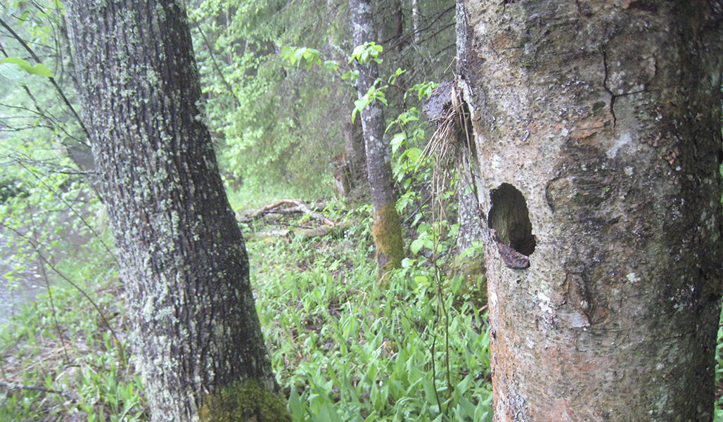 Lahopuussa on linnun pesäkolo