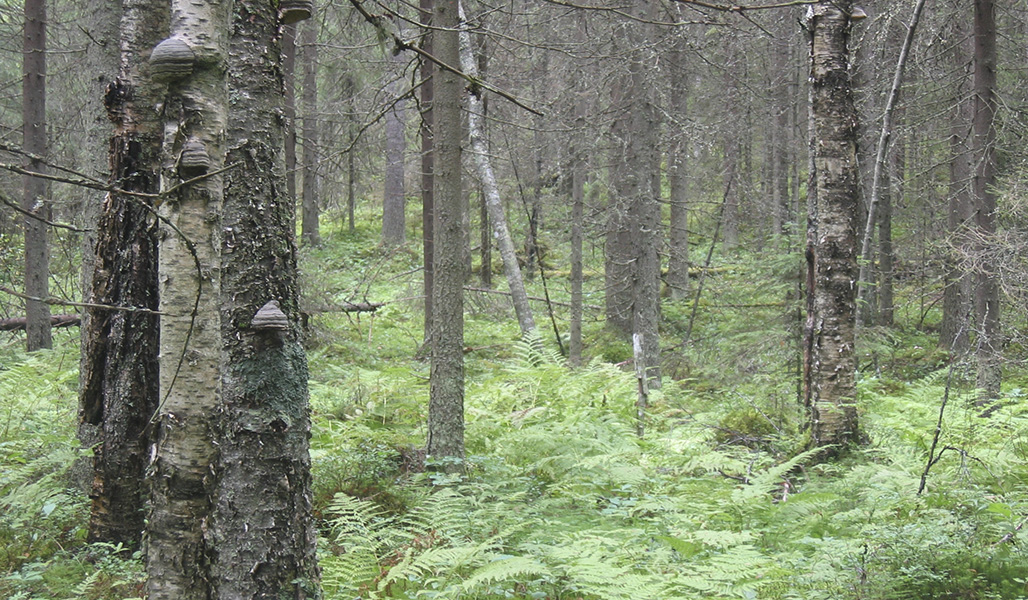 Rehevän korpisuon reunametsää, jossa on paljon lahopuita. 