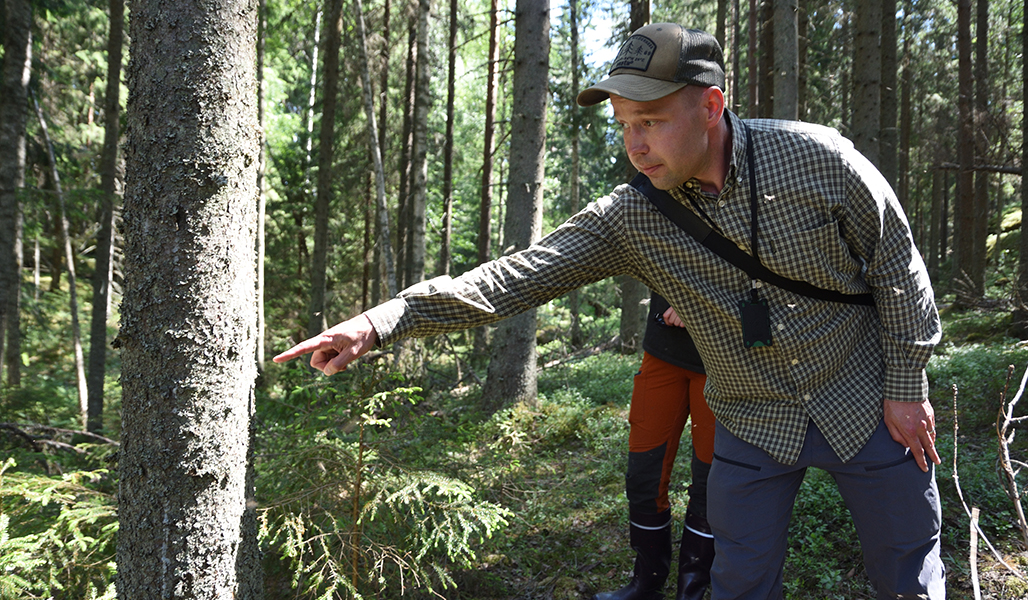 Juho Kokkonen osoittaa tuoreita kirjanpainajan iskeymiä kuusessa. 